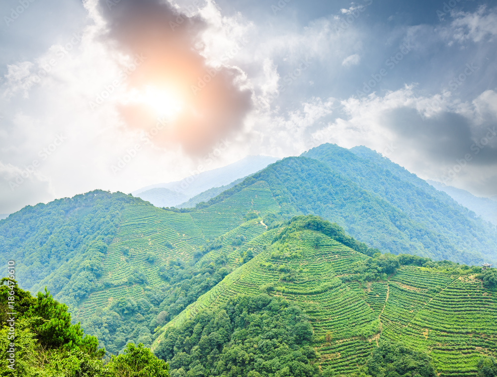 春天的绿茶山自然景观