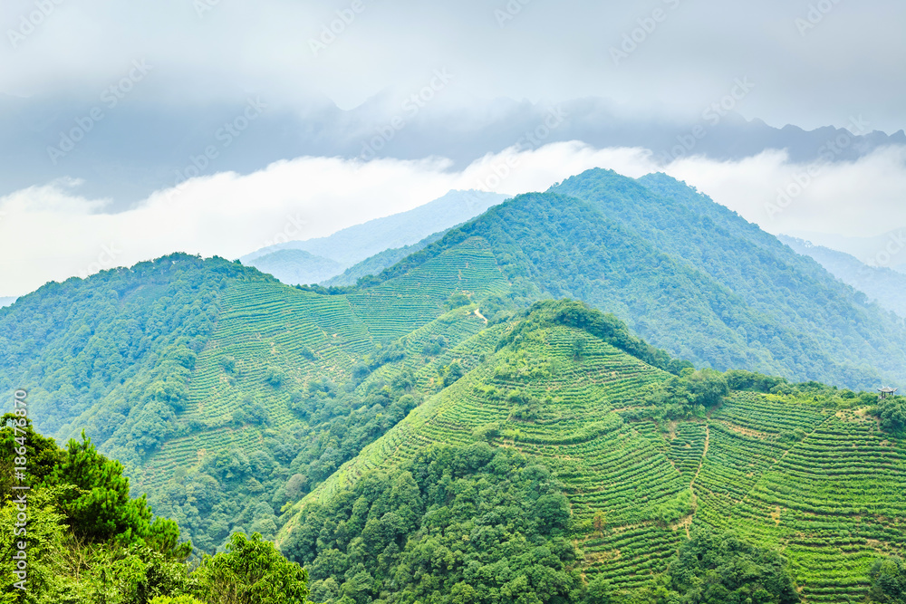 春天的绿茶山自然景观