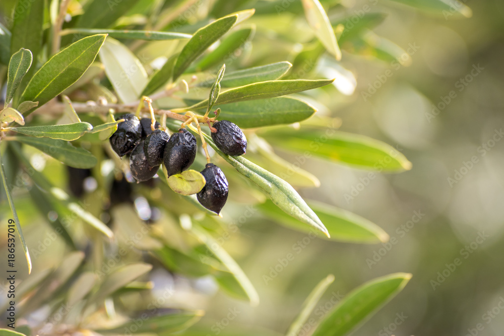 Olive Tree, with Olives on the Branches. Nature Background.