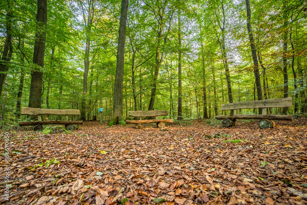 Grüner Wald im Sonnenschein