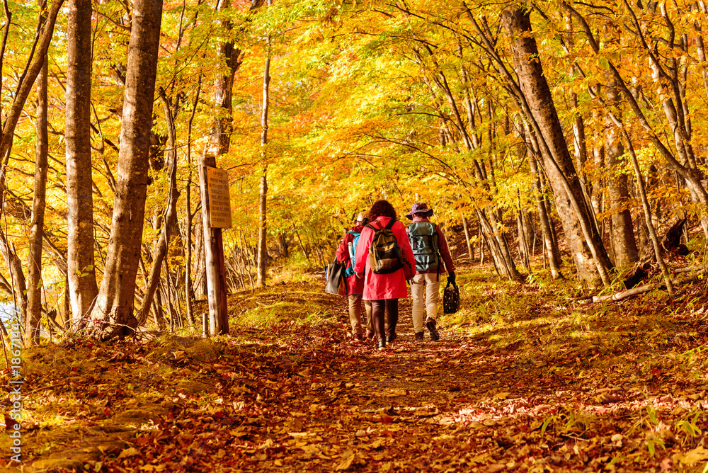 People trekking along the walking trail in autumn season in japan