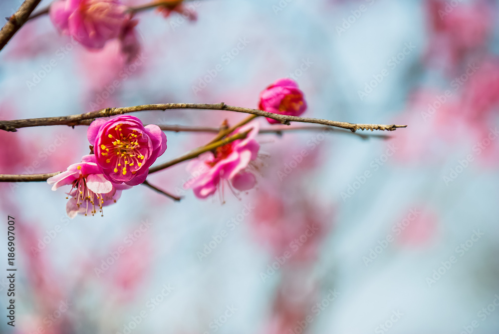 早春梅花