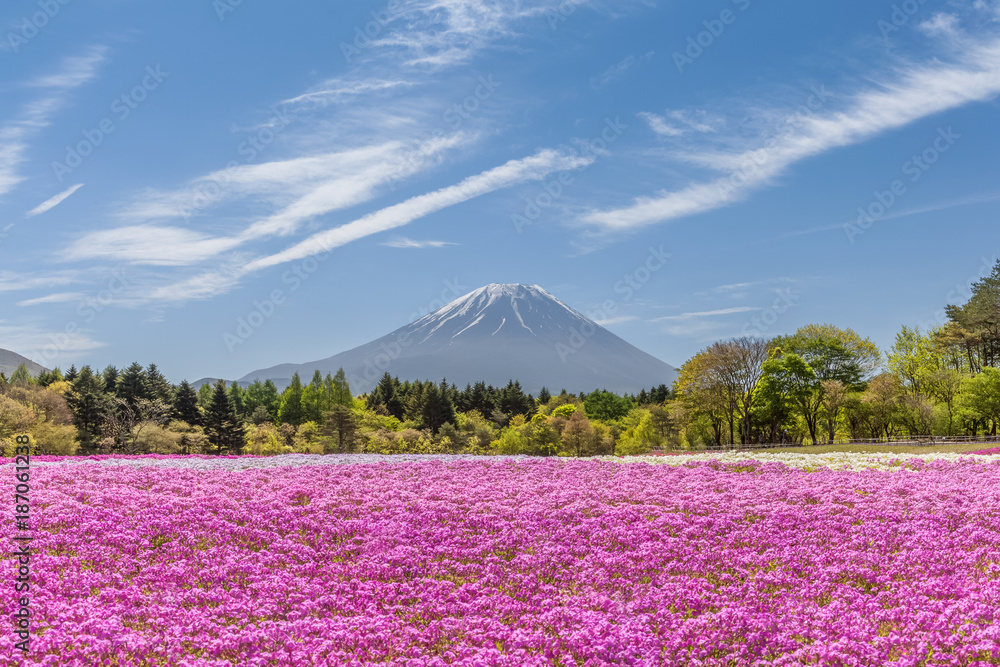 春天的富士山和粉红色苔藓田……