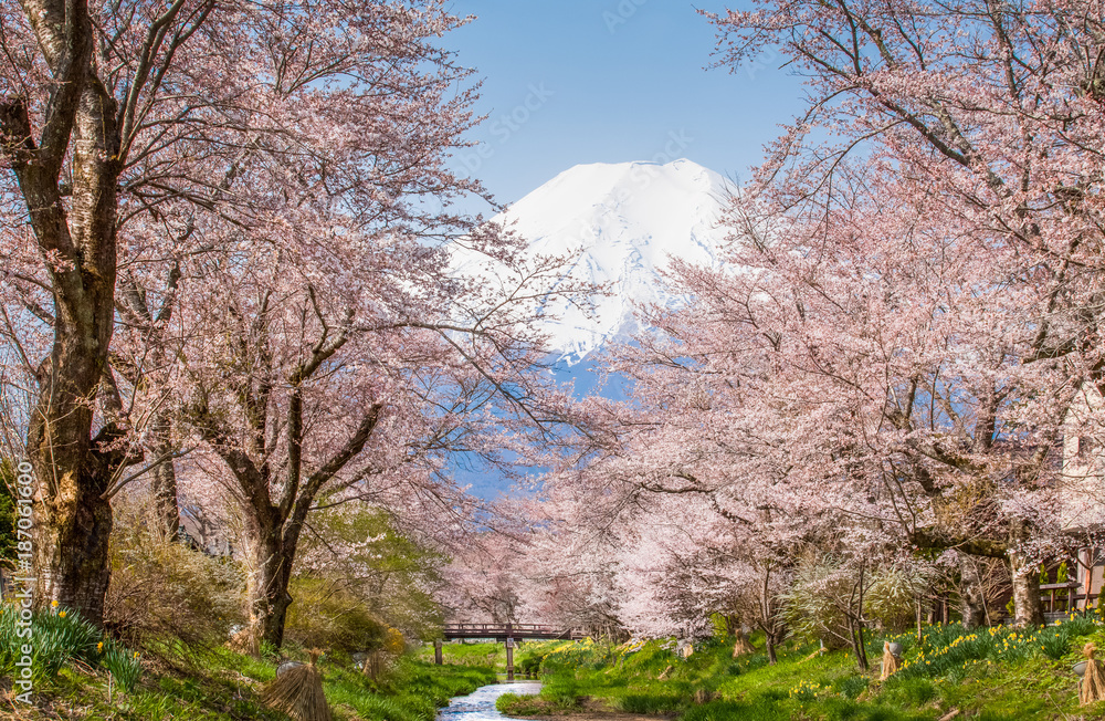 樱花树和富士山在春天的季节