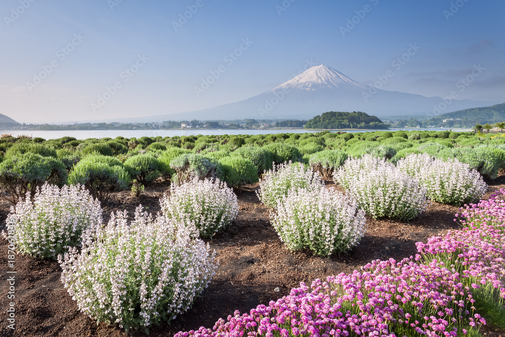 富士山和河口湖的花田