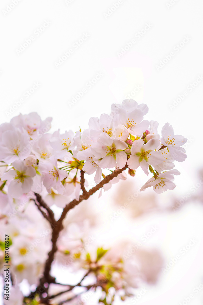 Beautiful cherry blossom sakura in spring time isolated on white