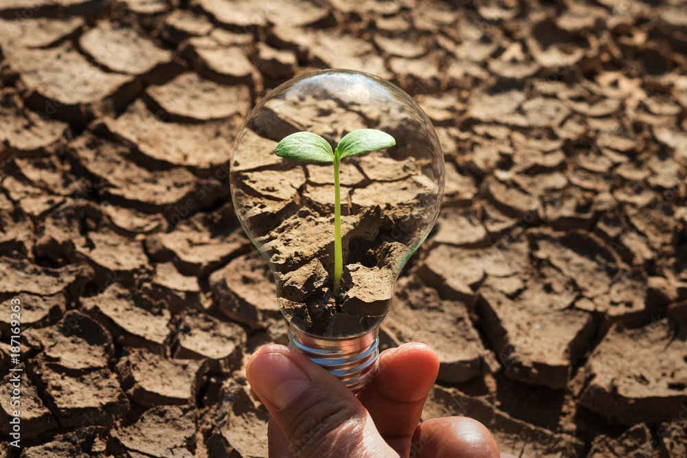 hand holding light bulb with young green plant growing and soil arid background. concept eco energy