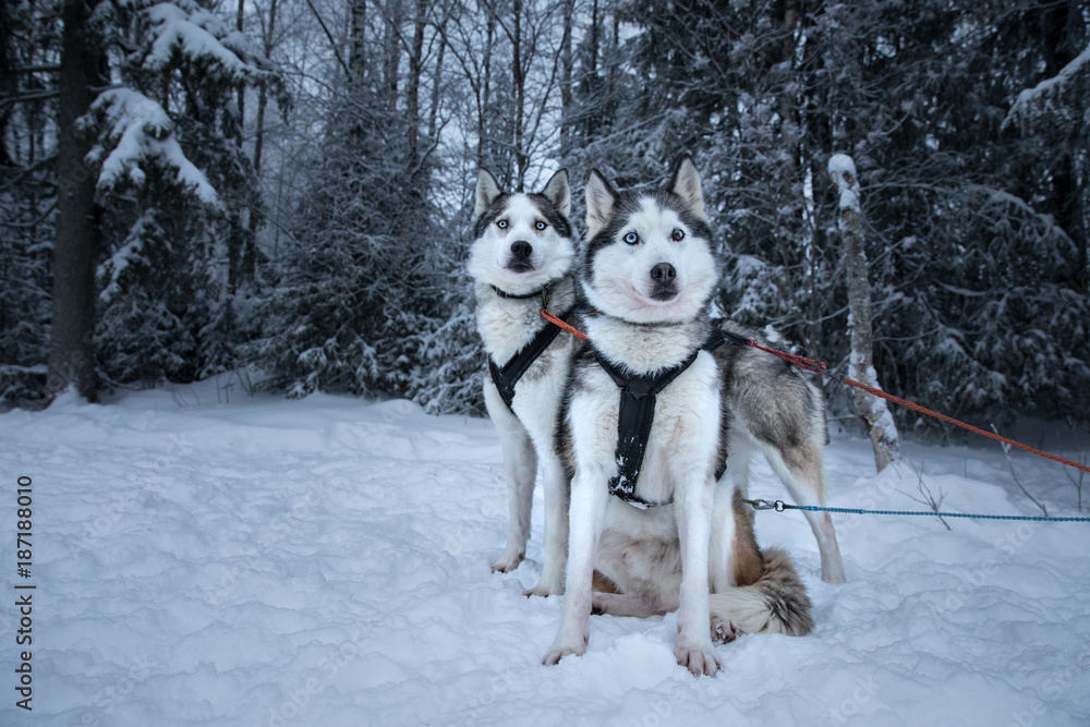 Fluffy huskies exitedly waiting to be tied to the sled line on a beautiful white snowy Arctic winter