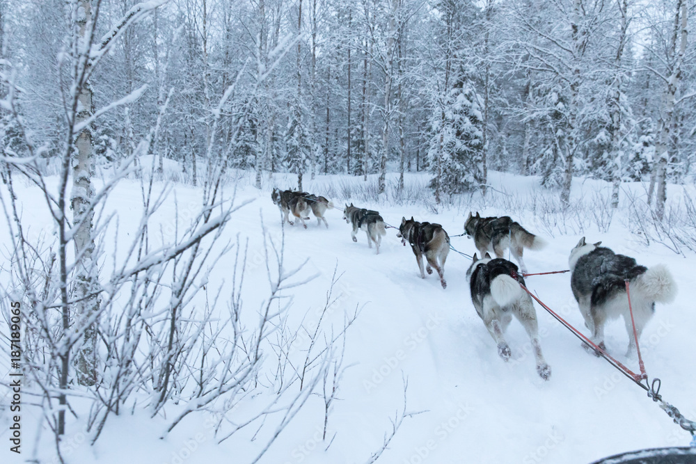 Huskies exitedly running and pulling a sled through snowy Arctic landscape on a cold winter day. Rii