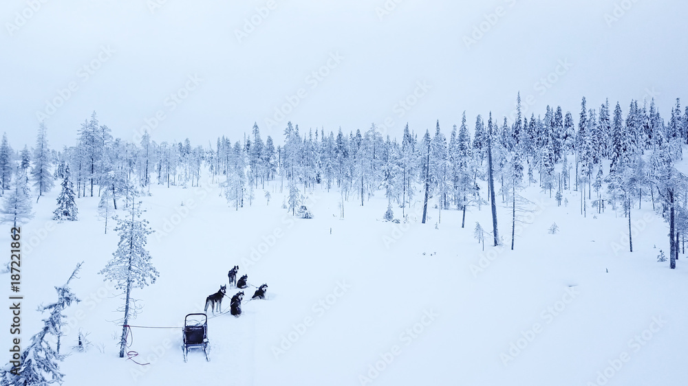 游客在芬兰拉普兰白雪皑皑的北极冬季玩狗拉雪橇的鸟瞰图。Riisit