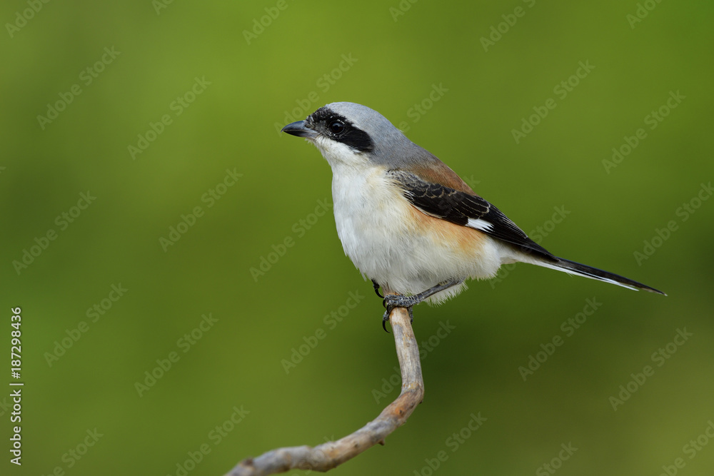 湾背伯劳（Lanius vittatus）有趣的棕色背部、黑色翅膀和蓬松的灰色头部鸟类