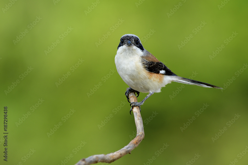 Bay-backed shrike (Lanius vittatus) chubby brown back, black wings and fine grey head bird with puff