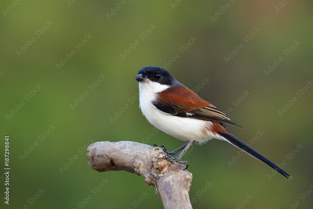 Burmese Shrike (Lanius collurioides), Beautiful red back and grey to black head bird with long tail 