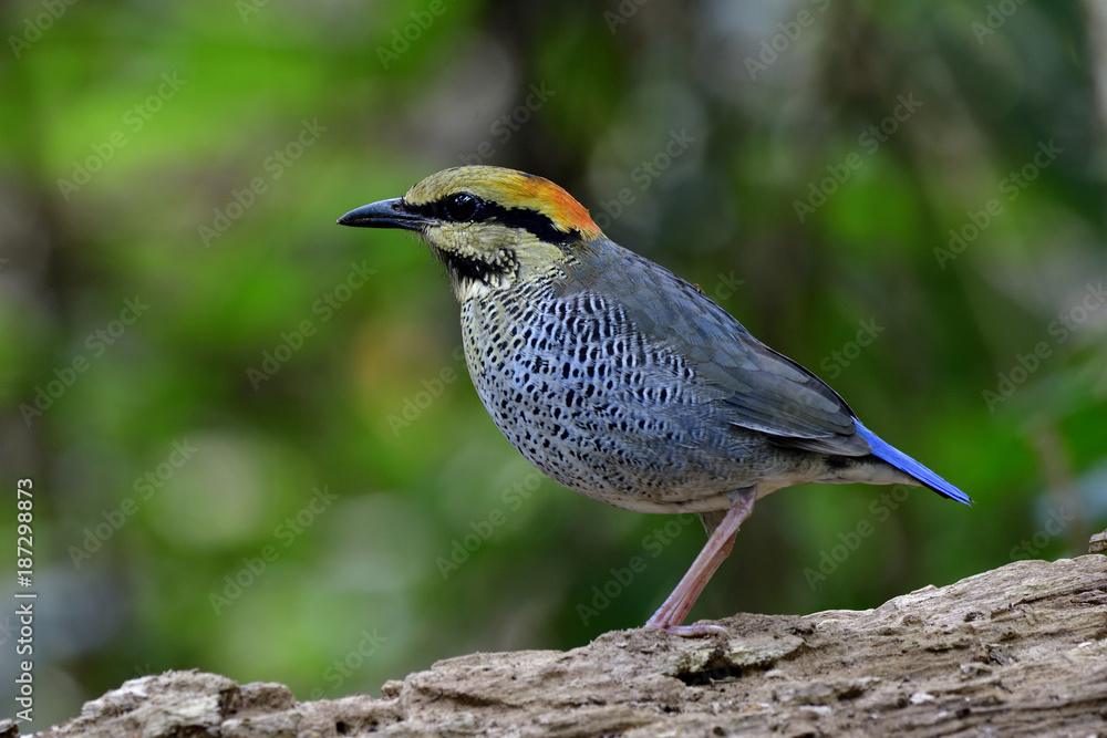 Female of Blue Pitta (Hydrornis cyaneus) beautiful pale grey bird with fire red head perching dried 