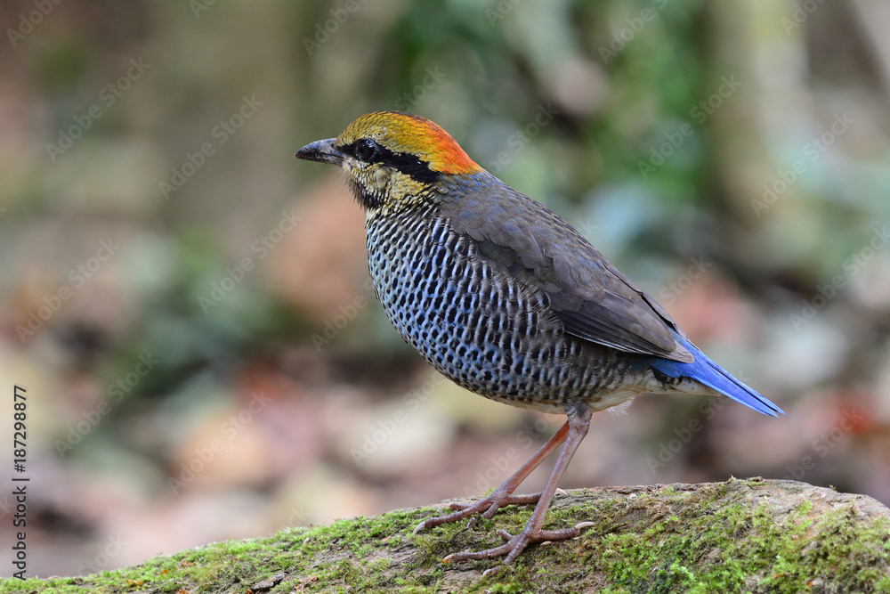 Blue Pitta（Hydrornis cyaneus）的雌性，美丽的浅灰色鸟，头呈火红色，栖息在长满苔藓的地方