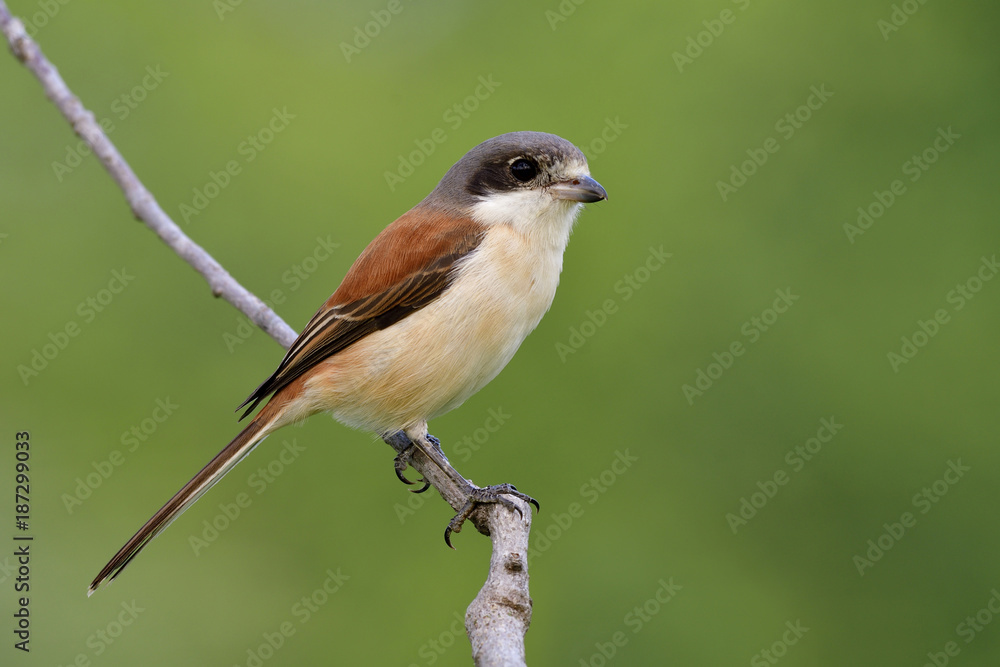 缅甸伯劳（Lanius collorioides）的雌性，美丽的棕色背部和灰色到黑色的头部。