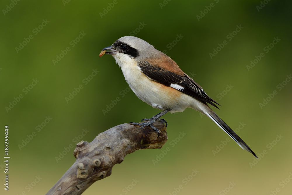 湾背伯劳（Lanius vittatus）雄性，美丽的棕色背部和精细的灰色头部食鸟世界