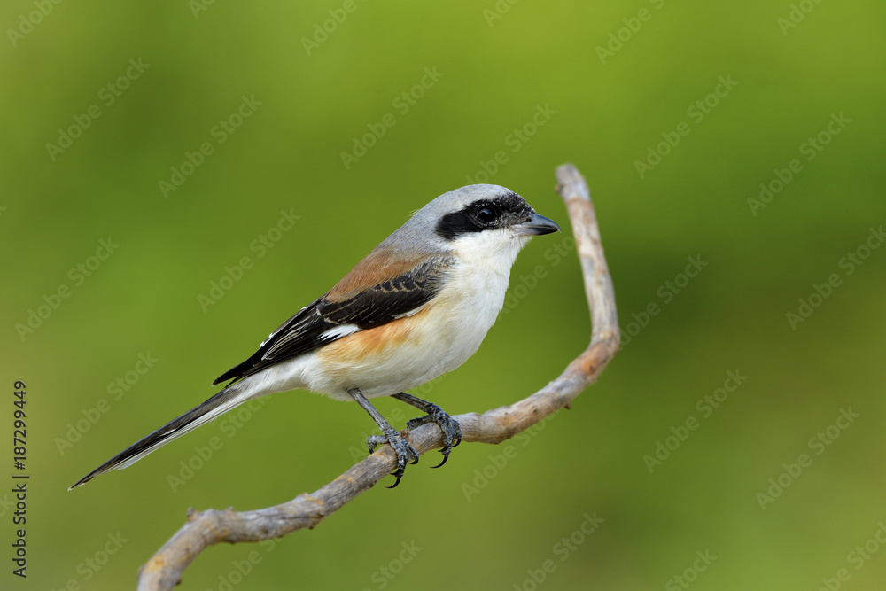 湾背伯劳（Lanius vittatus）的雄性，美丽的棕色背部和精细的灰色长头鸟