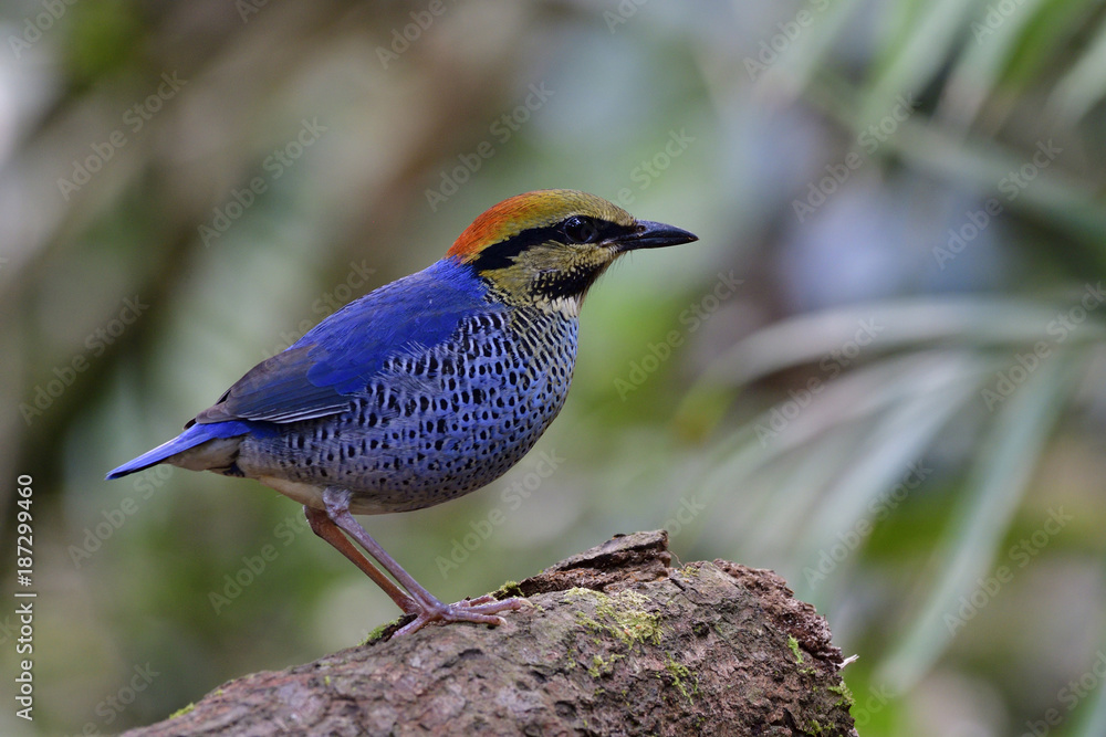 Blue Pitta（Hydrornis cyaneus）雄性美丽的蓝色鸟，头呈火红色，栖息在干燥的木头上