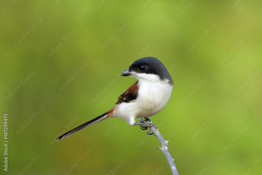 缅甸伯劳（Lanius collorioides）的雄性，美丽的红色背部和灰色到黑色的带lo的头鸟