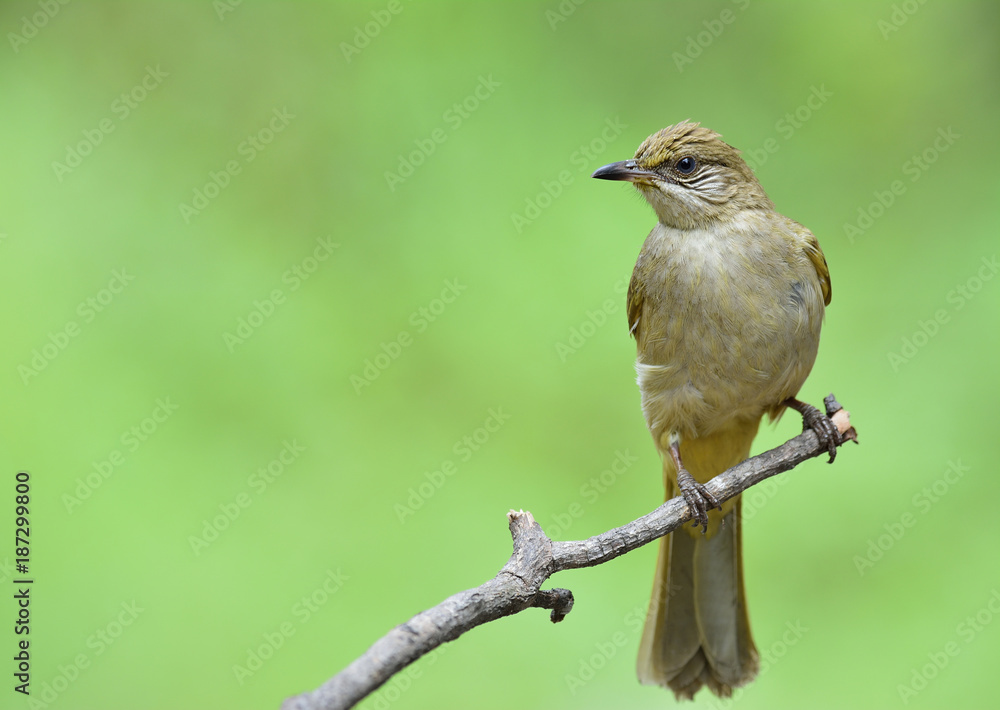 条纹耳圆珠（Pycnonotus conradi bulbul）栖息在桥上的树枝上的细淡黄色鸟类