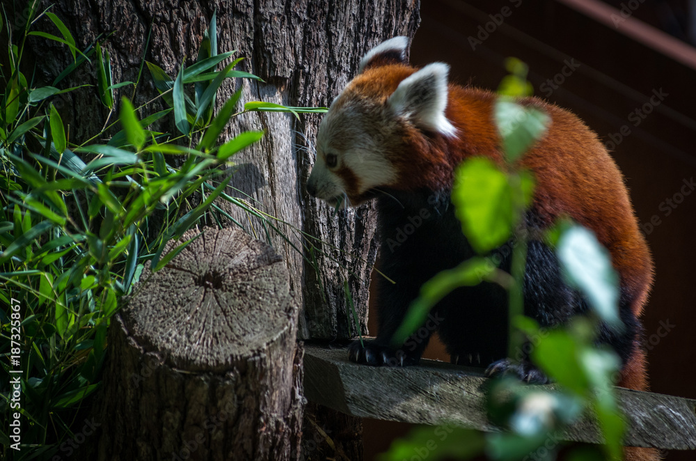 Red panda