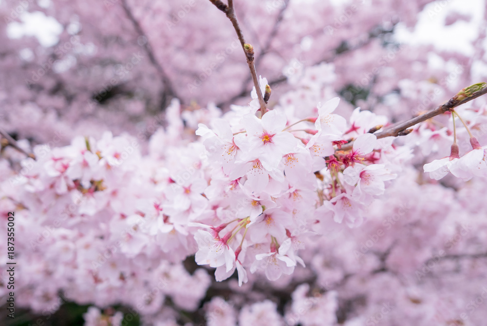 樱花现场