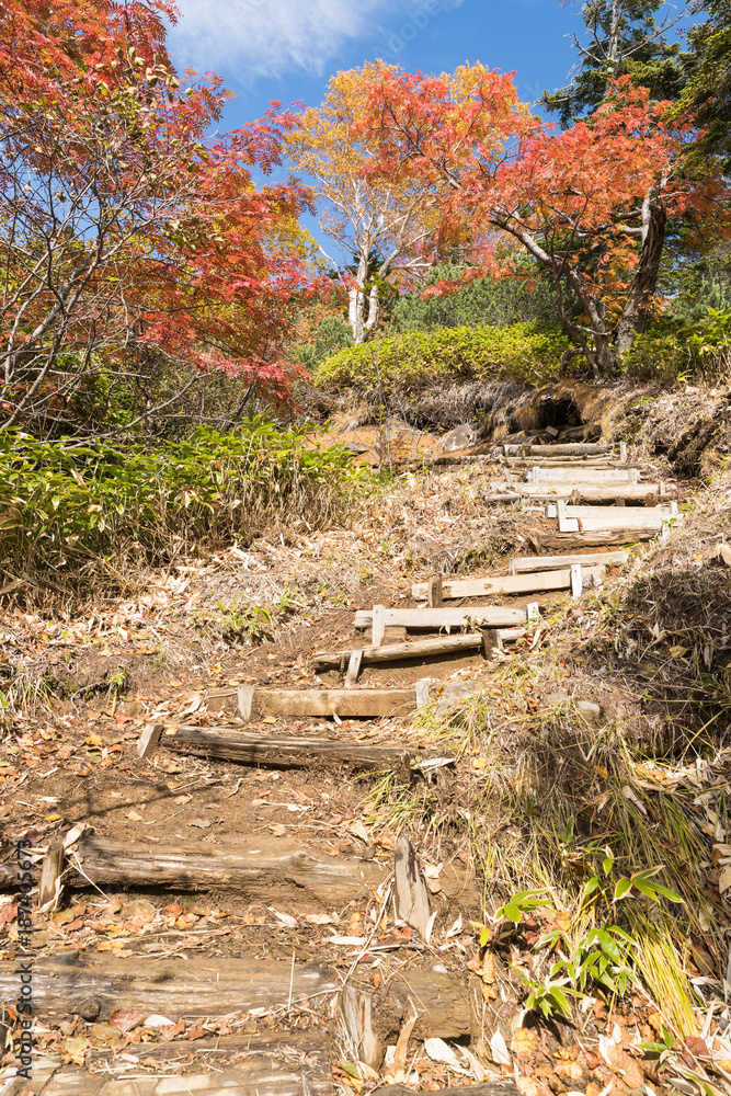 秋季高山木径