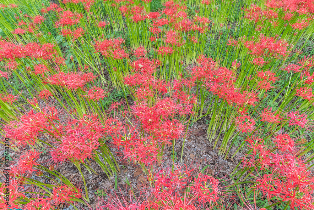 Close - up Red spider lily in autumn