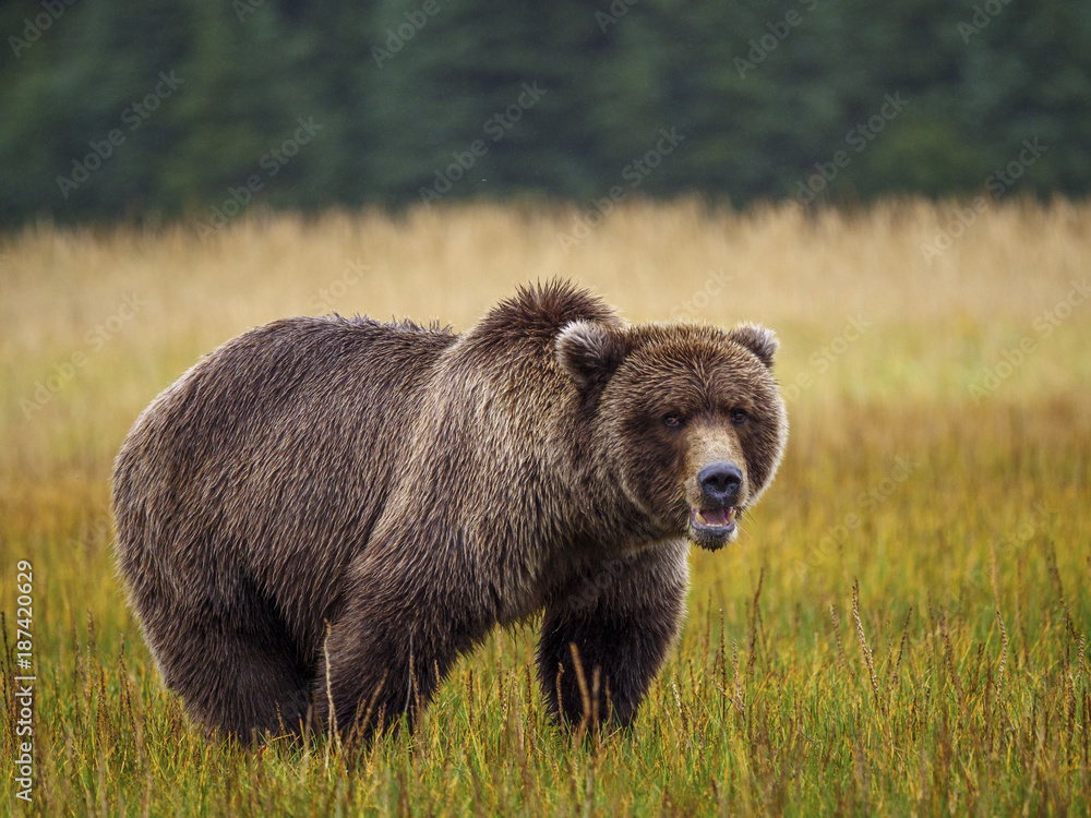 Coastal brown bear, also known as Grizzly Bear (Ursus Arctos). South Central Alaska. United States o