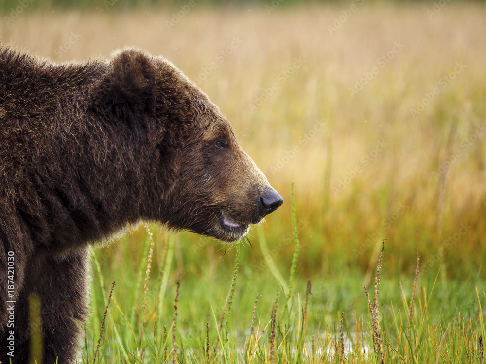 Coastal brown bear, also known as Grizzly Bear (Ursus Arctos) feeding on grass. South Central Aaska.