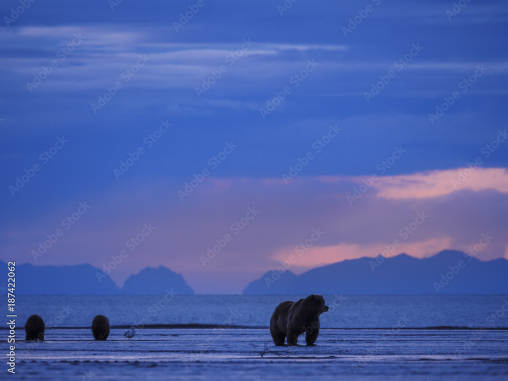 海岸棕熊，也称为灰熊（Ursus Arctos）雌性和幼崽。库克湾。南岑