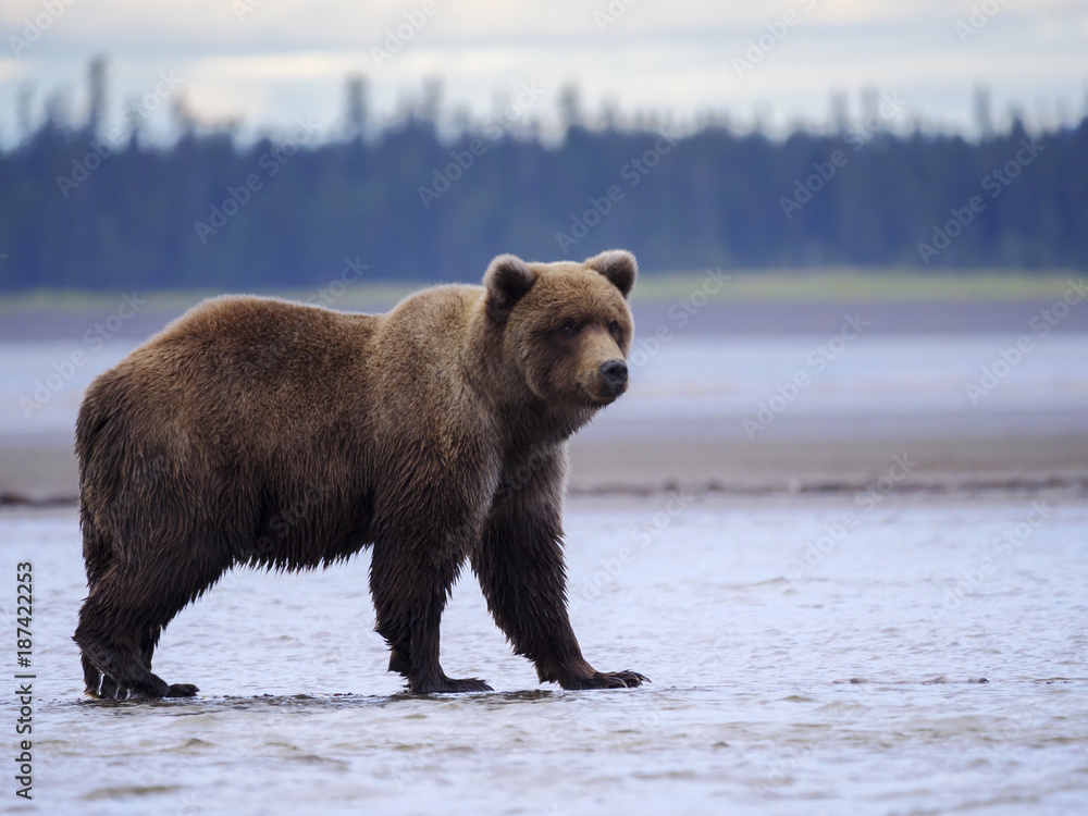 海岸棕熊，也被称为灰熊（Ursus Arctos）。阿拉斯加中南部。美国o