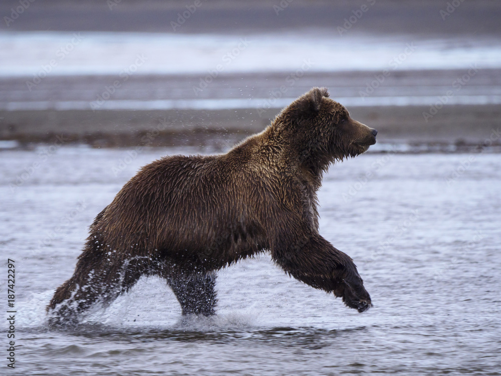 海岸棕熊，也被称为灰熊（Ursus Arctos），追逐银三文鱼或鲑鱼（