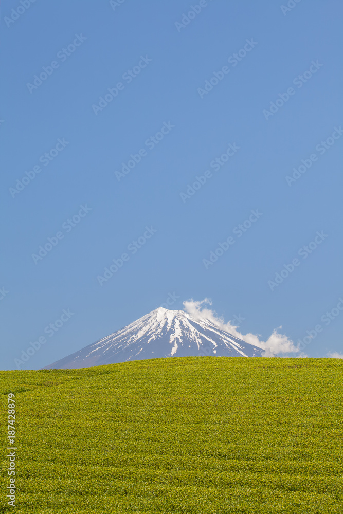 静冈县春天的茶园和富士山