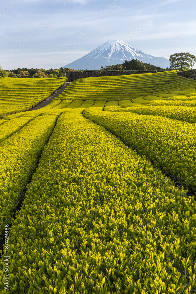 静冈县春天的茶园和富士山