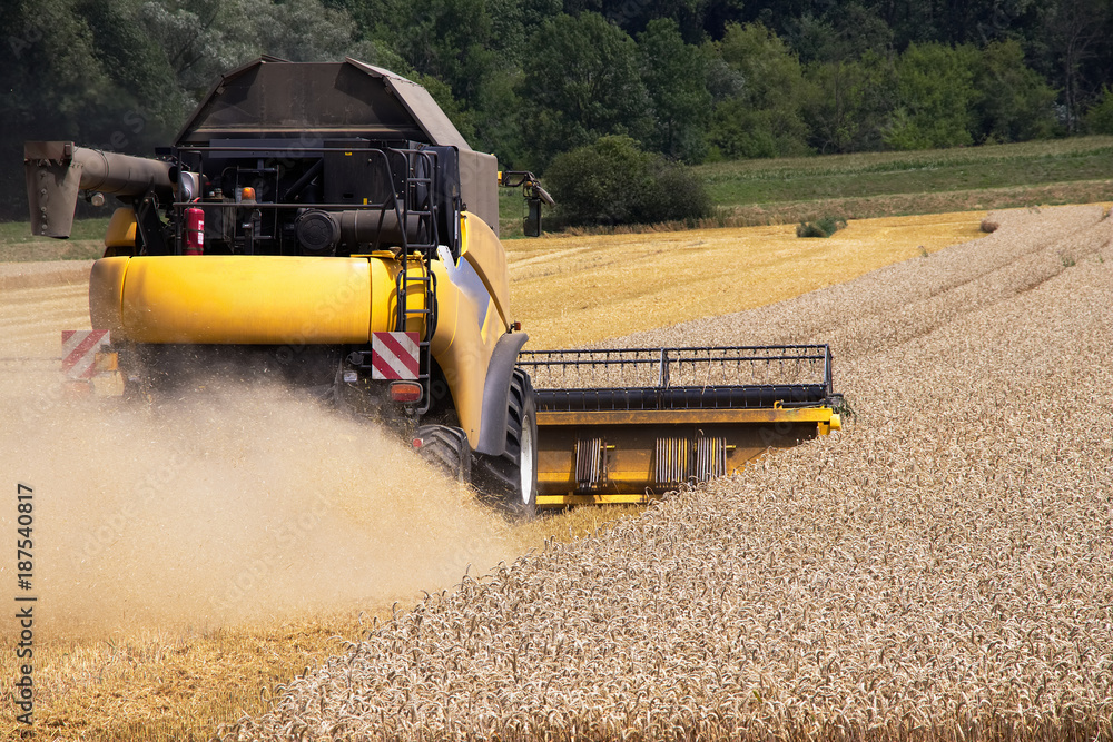 Combine harvester machine harvesting ripe wheat crops. Produce of wheat at farmland. 