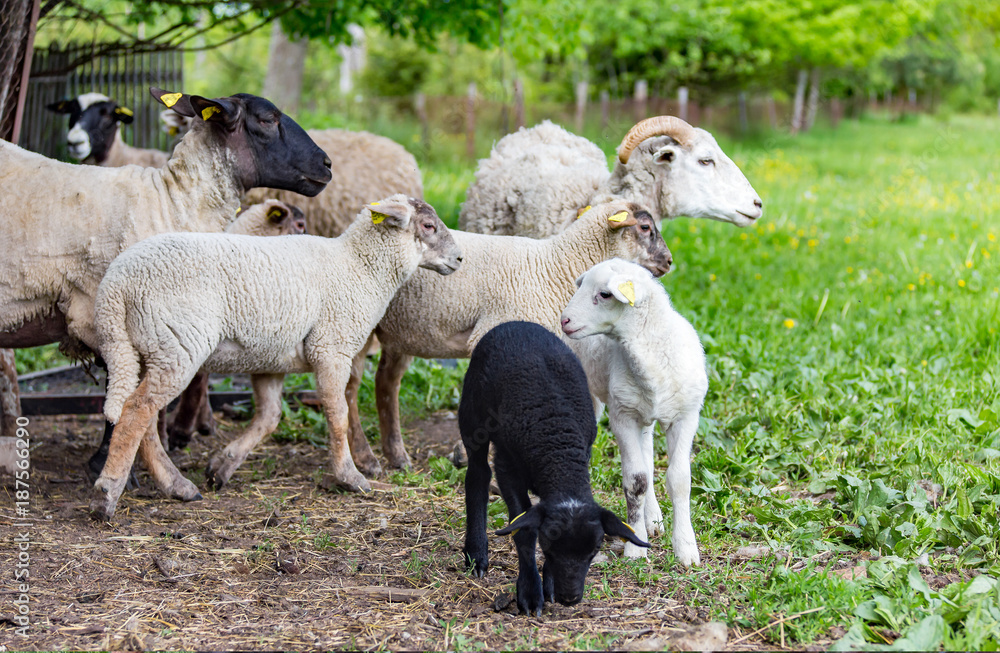 Sheeps in farm on a grass