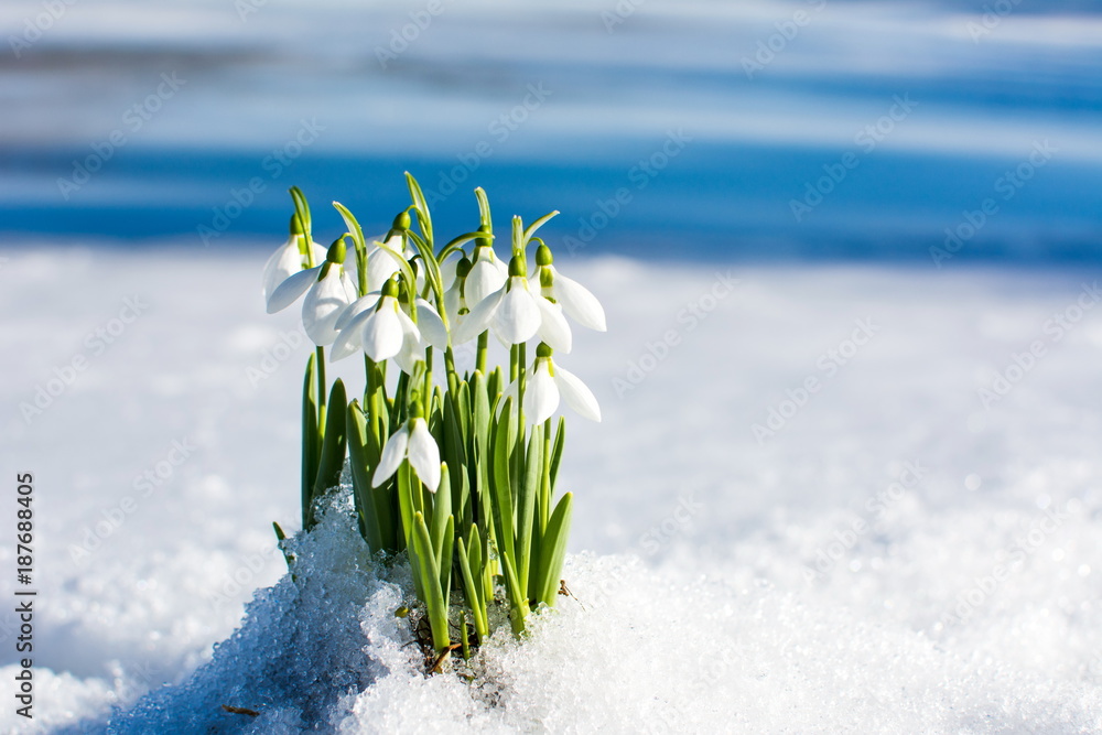 雪花从冰雪中升起