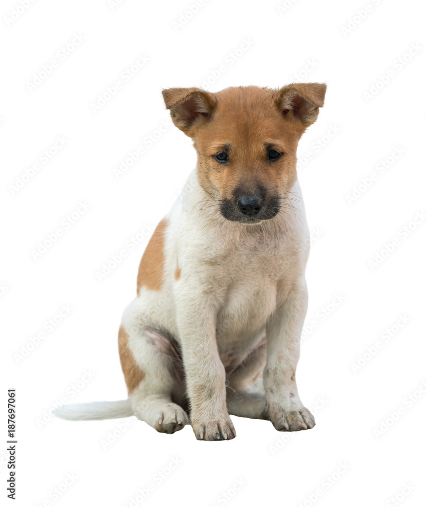 domestic thai dog isolated