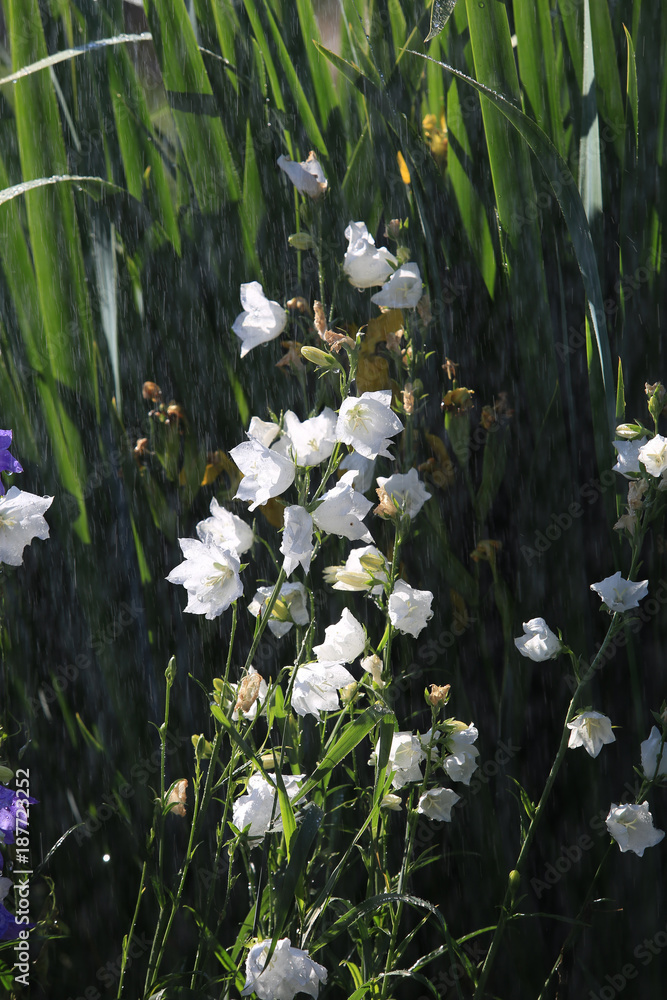 雨中的白色钟声