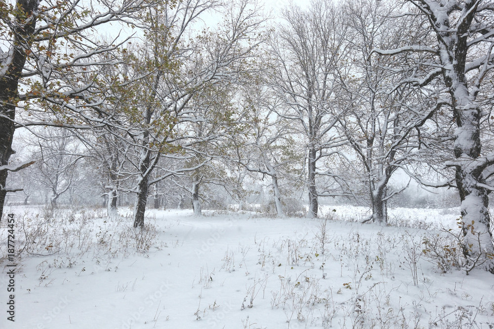 橡树林里的雪