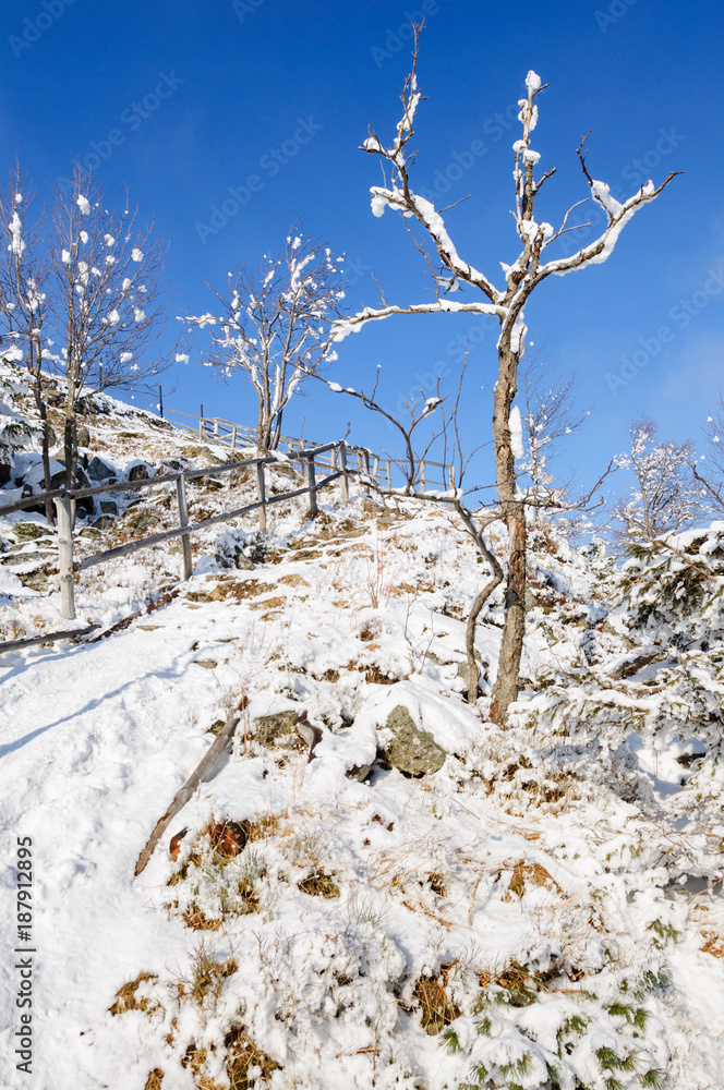 树上有雪的冬季景观