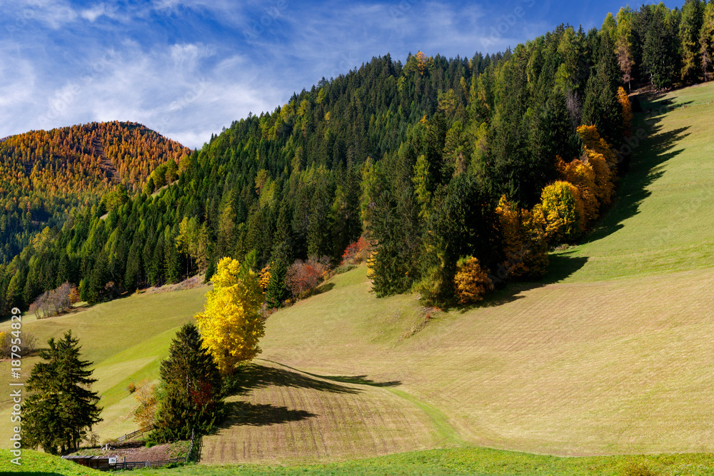 kolorowe drzewa na alpejskiej łące w Dolomitach