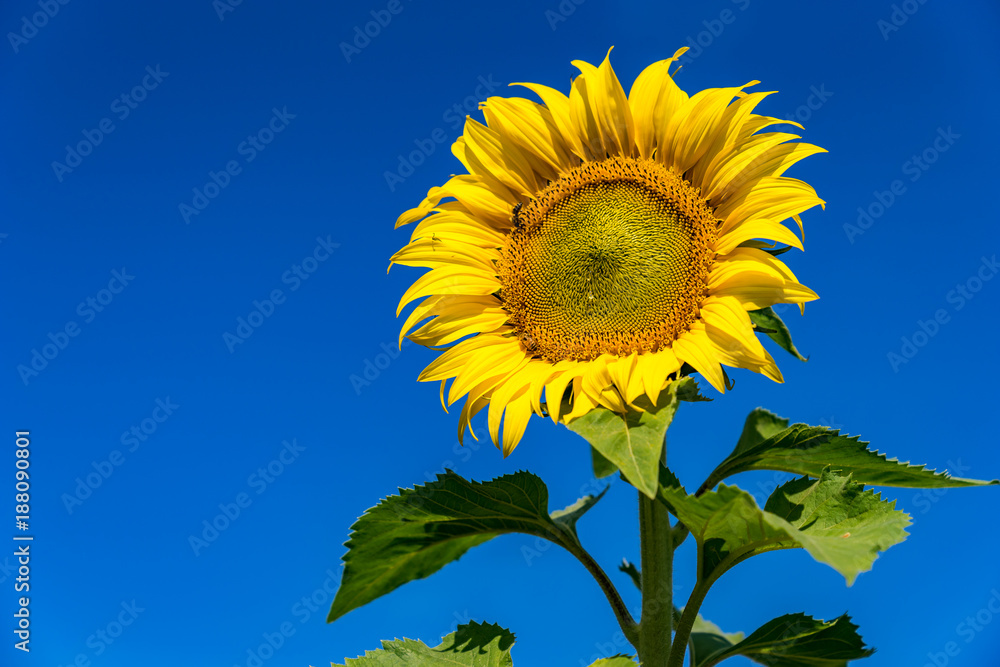 Sunflowers in acres of northern Thailand. Sunflower amidst beautiful flowers. Sunflower on a sunny d