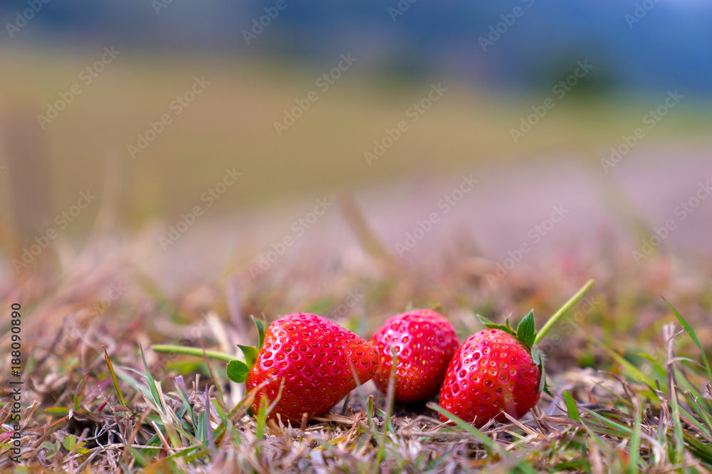 A group of strawberry. The strawberries are placed on the lawn. The strawberries are look fresh and 