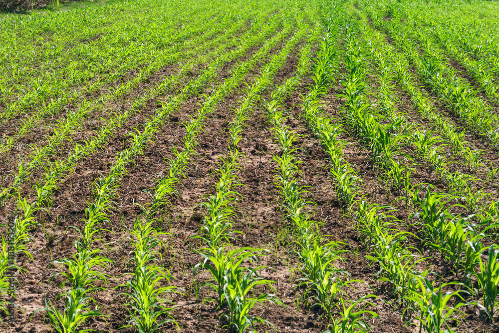 green corn fields