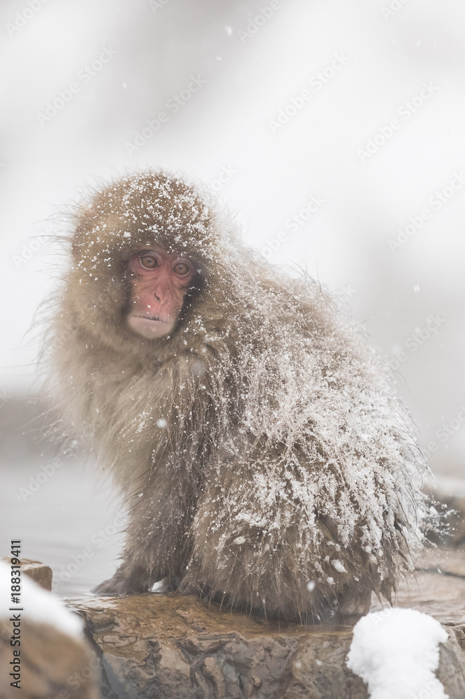 Jigokudani Monkey Park , monkeys bathing in a natural hot spring at Nagano , Japan