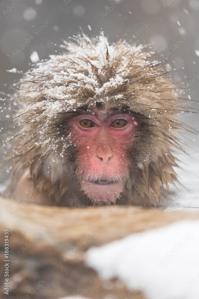 Jigokudani Monkey Park , monkeys bathing in a natural hot spring at Nagano , Japan