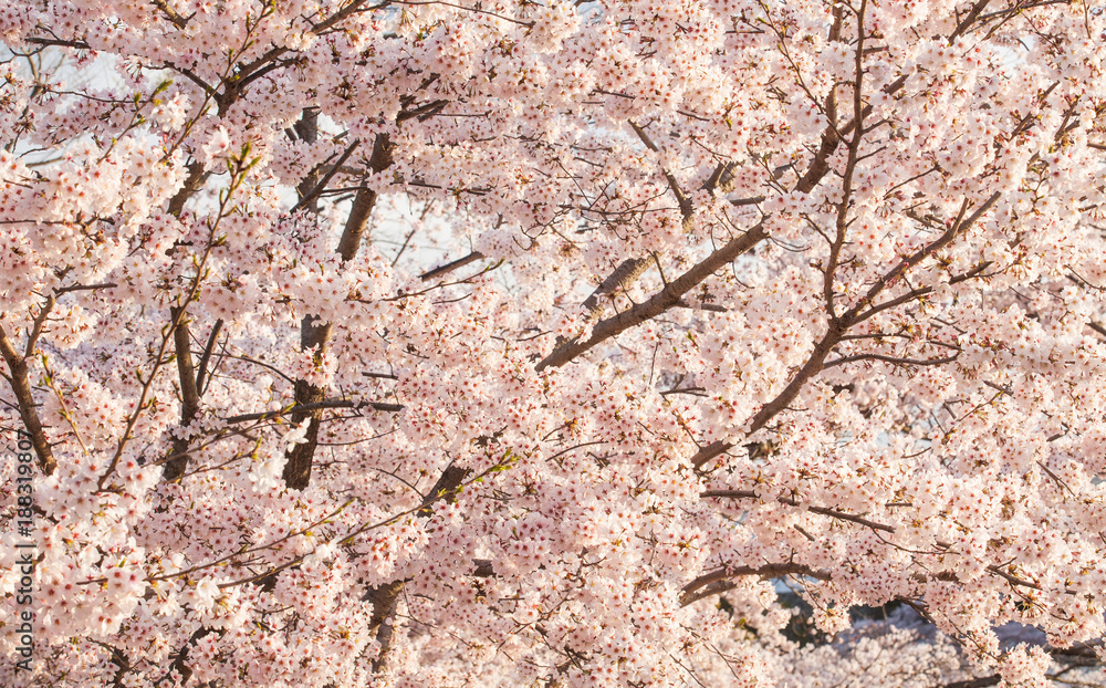 特写美丽的樱花樱花。